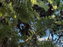 -怀托摩萤火虫洞