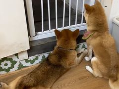 -是阿柴呀！柴犬咖啡·爱喵喵猫咖