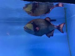 -芜湖新华联大白鲸海洋公园
