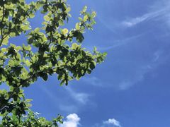 -海南槟榔谷黎苗文化旅游区
