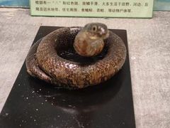 -下渚湖国家湿地公园科普馆