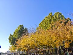 -大兴滨河森林公园