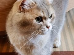 -MOCHA明星猫咖(田子坊店)