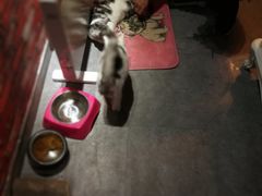 -AOE 火焰 剧本密室狼人杀