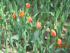 照片&nbsp;020-长春公园(普阳街道)