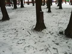 -武陵山森林公园