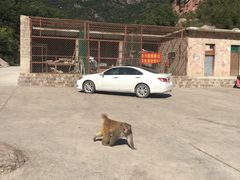 -历山猕猴源景区