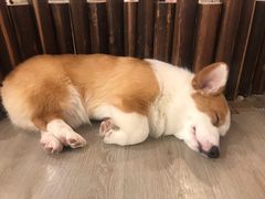-浣熊柯尔鸭土拨鼠·电玩咖