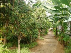 -北京呀路古热带植物园