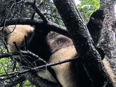 -鸡鸣汤包(红山动物园店)