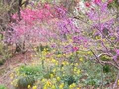 -南汇桃花村