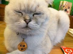-李小姐の猫咖啡馆(五角场店)