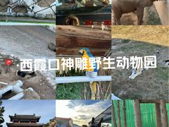 -西霞口神雕山野生动物世界