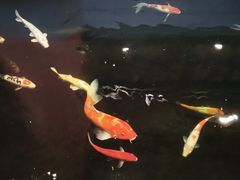 -龙悦湾酒家·八阵鱼生·渔人码头店