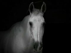 -松声马术俱乐部