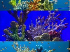 -大连圣亚海洋世界