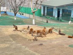 -西霞口神雕山野生动物世界