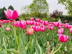 -石家庄市植物园