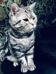 -幸运7纹身刺青Lucky7tattoo