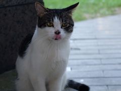 -猫里有甜