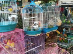 -曲阳花鸟市场(曲阳路店)