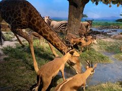 -国家自然博物馆