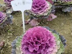 -中国天府农业博览园