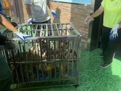 -横道河子东北虎林园