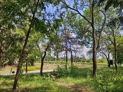 -北京西山国家森林公园