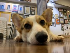 -柯斗斗主题餐厅·狗咖·围炉煮茶·茶饮(国瑞升平里店)