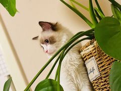 -猫十亿·布偶金渐层·曼基康矮脚猫舍(青年路店)