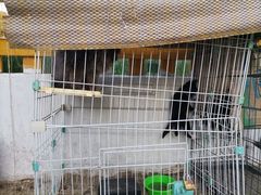 -Sultan pakistan苏单巴基斯坦