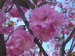 android_upload_pic-石家庄市植物园