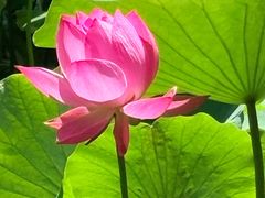 -洛阳市隋唐城遗址植物园