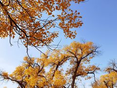 -金塔沙漠胡杨林景区