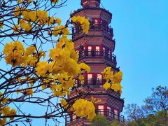 -顺峰山公园