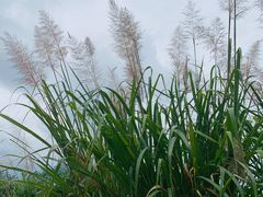 -李冰陵园