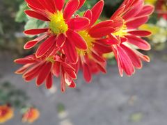 -香山公园
