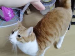 -销魂美蛙鱼头火锅(上海首店)