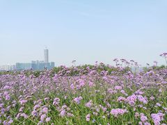 -深圳人才公园