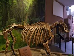 -陕西自然博物馆