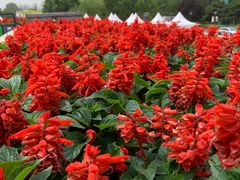 -唐山抗震纪念碑广场