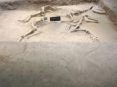 -洛阳周王城天子驾六博物馆