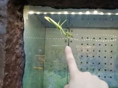 -上海大自然野生昆虫馆(东方明珠·爬宠昆虫探索中心)