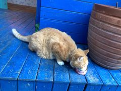 -Sirena海妖日咖夜酒