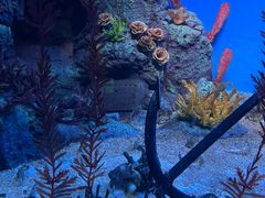 -上海海洋水族馆