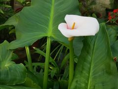 -国家植物园南园