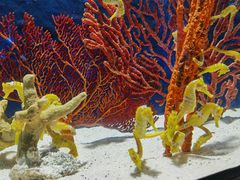 -珠海长隆海洋王国