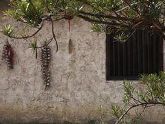 -合肥滨湖国家森林公园