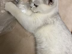 -lincat·猫舍(广州店)